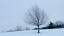 leafless tree in snow-covered field under cloudy sky