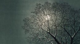 moon behind snow-covered bare tree branches