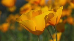closeup of 2 golden Mexican poppies with others, blurred, in the background