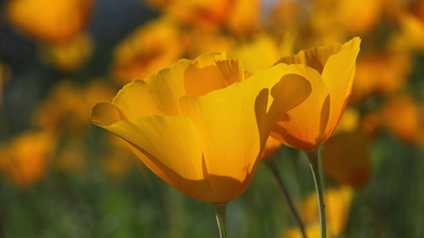 closeup of 2 golden Mexican poppies with others, blurred, in the background