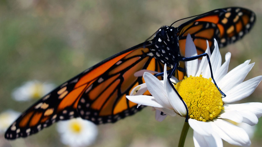 Closeup of monarch butterfly on a daisy
