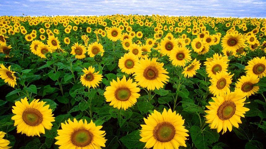 Field of blooming sunflowers with strip of pale blue, lightly cloudy sky at the top