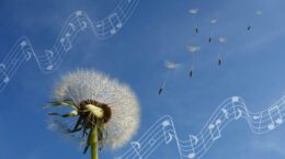 Gone-to-seed dandelion against blue sky, seeds floating away, pale white music notes