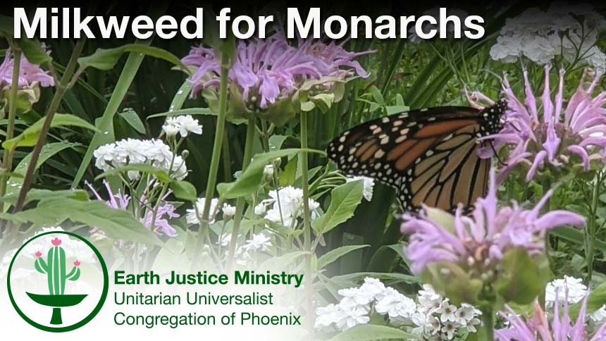"Milkweed for Monarchs" white text over photo of monarch butterfly on milkweed plants, Earth Justice Ministry logo in lower left