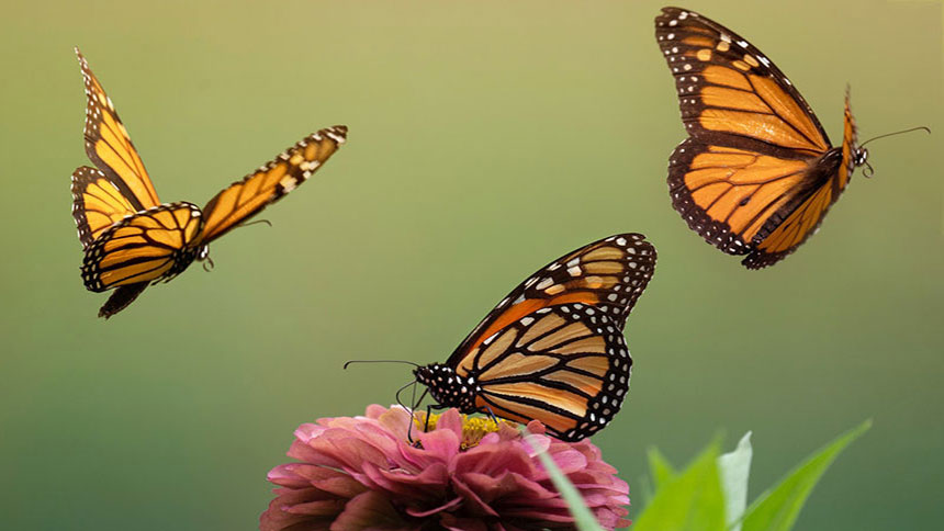 A picture of Monarch Butterflies in flight near a flower