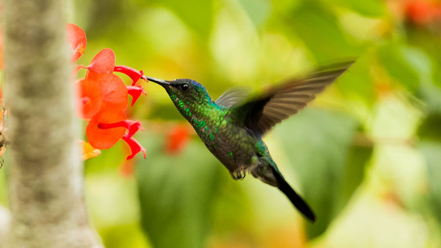 A picture of a hummingbird in flight feeding from a flower.