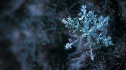 A picture of a snowflake floating with blurred trees in the background