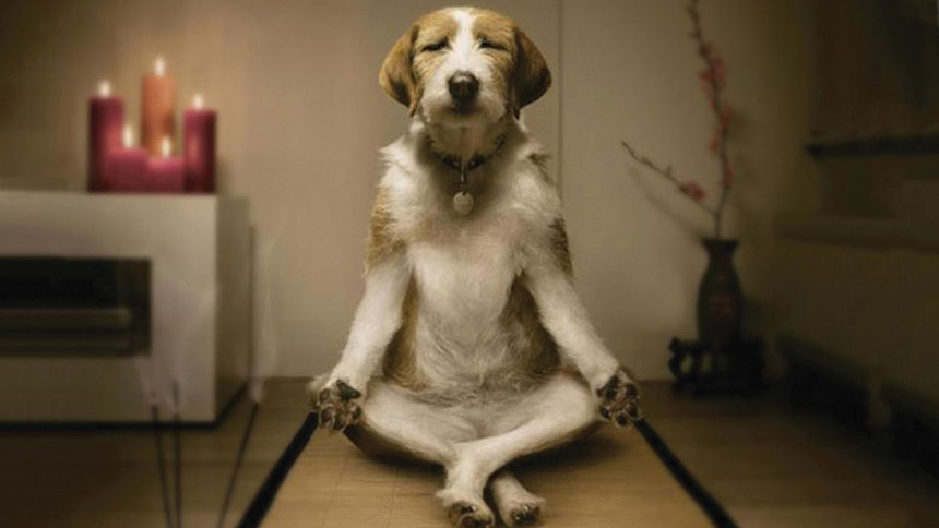 Dog sitting in a meditation pose on a mat.
