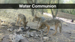 A group of Coyotes and a Roadrunner drinking from the UUCP water basin.