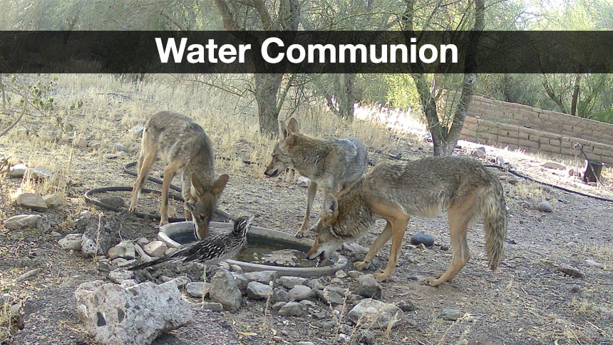 A group of Coyotes and a Roadrunner drinking from the UUCP water basin.