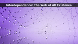 A spider web on a purple gradient background.